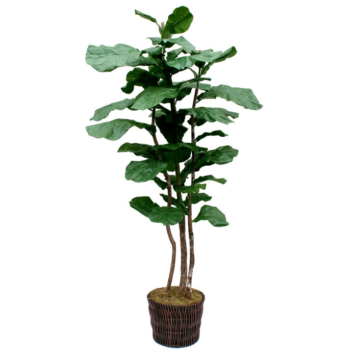 Dalmarko Designs 85'' Faux Fiddle Leaf Fig Tree in Rattan Basket Wayfair